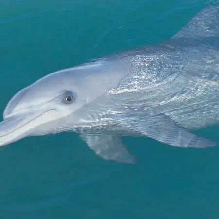 dolphins monkey mia
