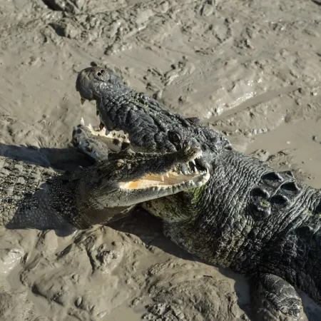 jumping crocodile cruise datwin