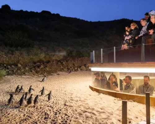 phillip island tours