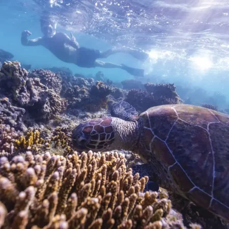 tours coral bay