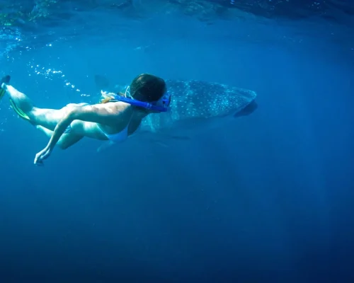 whale shark tours exmouth