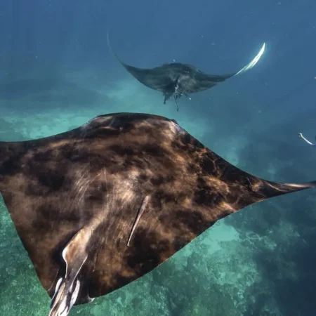 whale shark tours ningaloo reef